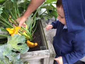 Growing Veggies